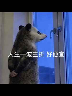 负鼠表情包