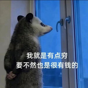 负鼠表情包