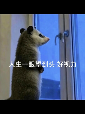 负鼠表情包