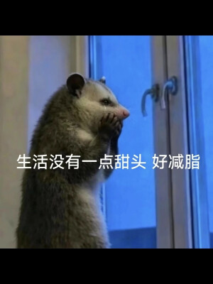 负鼠表情包