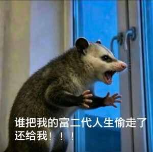 负鼠表情包