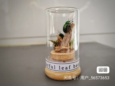 标本