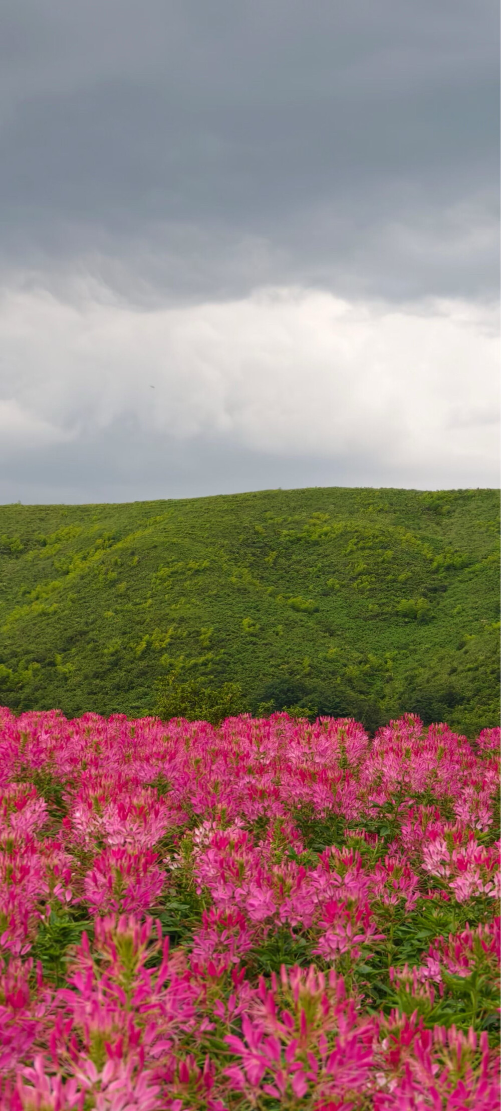 风景