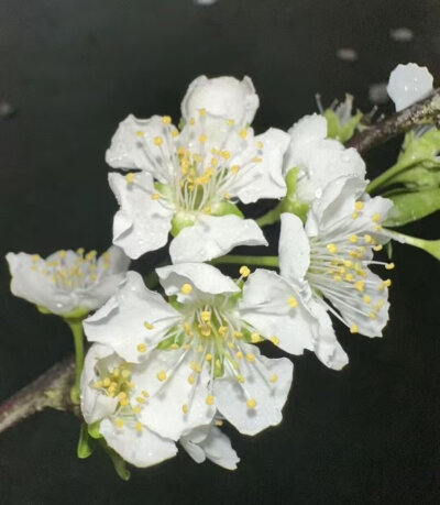 绿色系