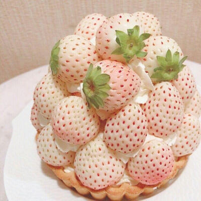 粉草莓 白色恋人 蛋糕