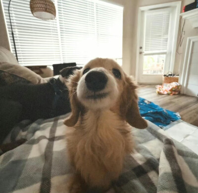 狗