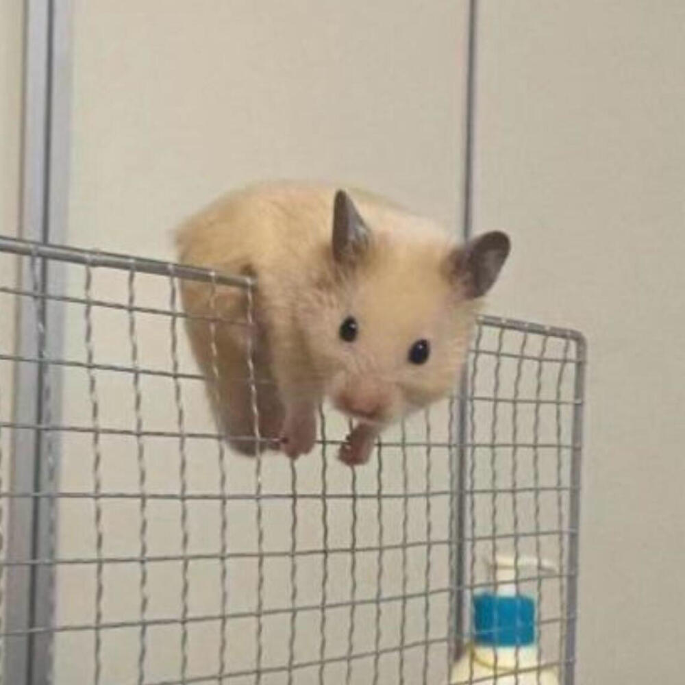 鼠