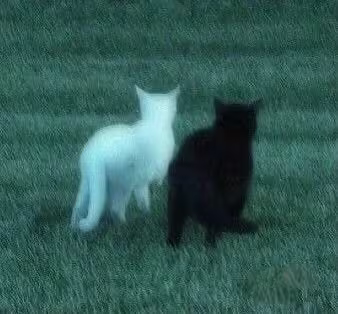 青绿色