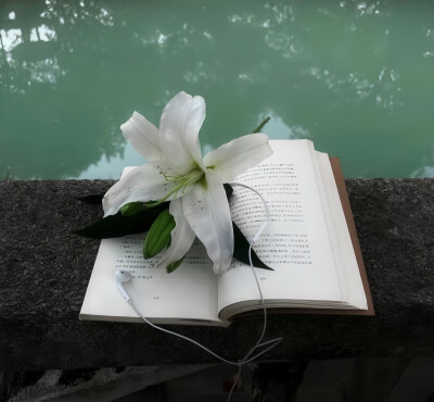 百合花背景图 小众背景图