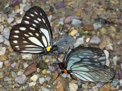 绢蛱蝶亚科 Calinaginae 
约六种，仅分布于喜马拉雅山脉
