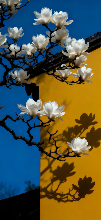 花儿