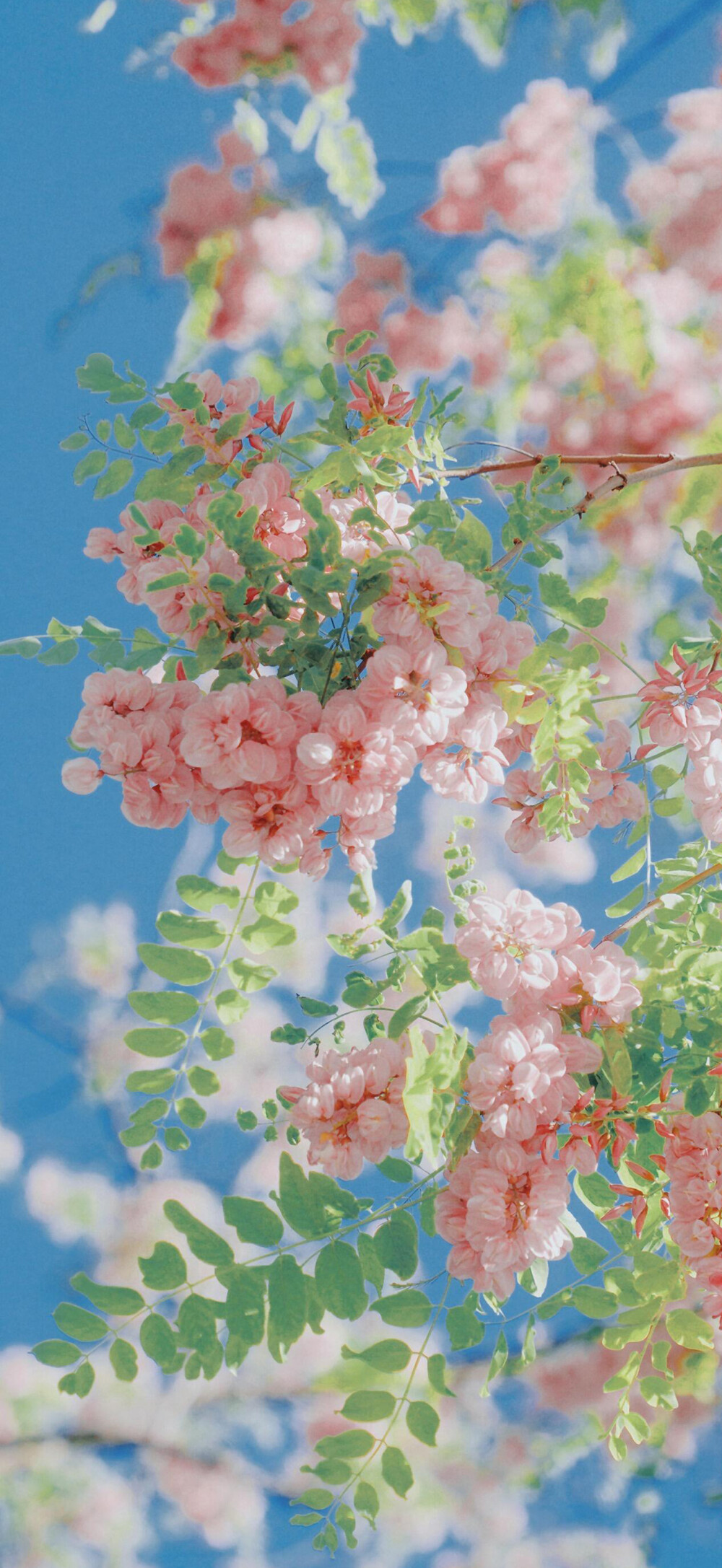 花儿