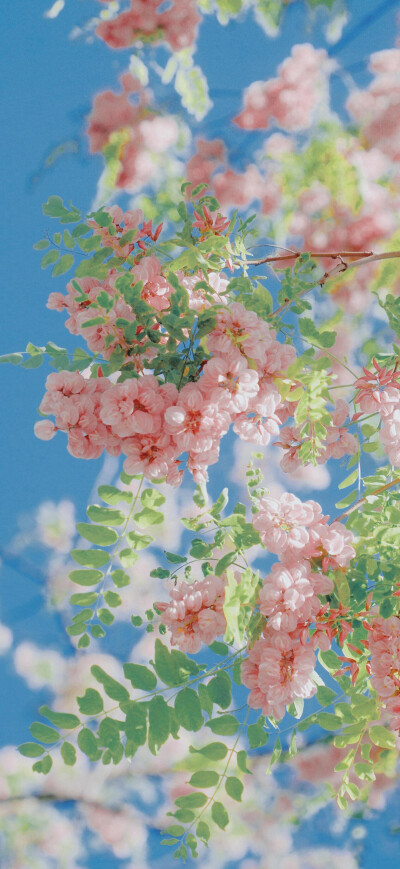 花儿