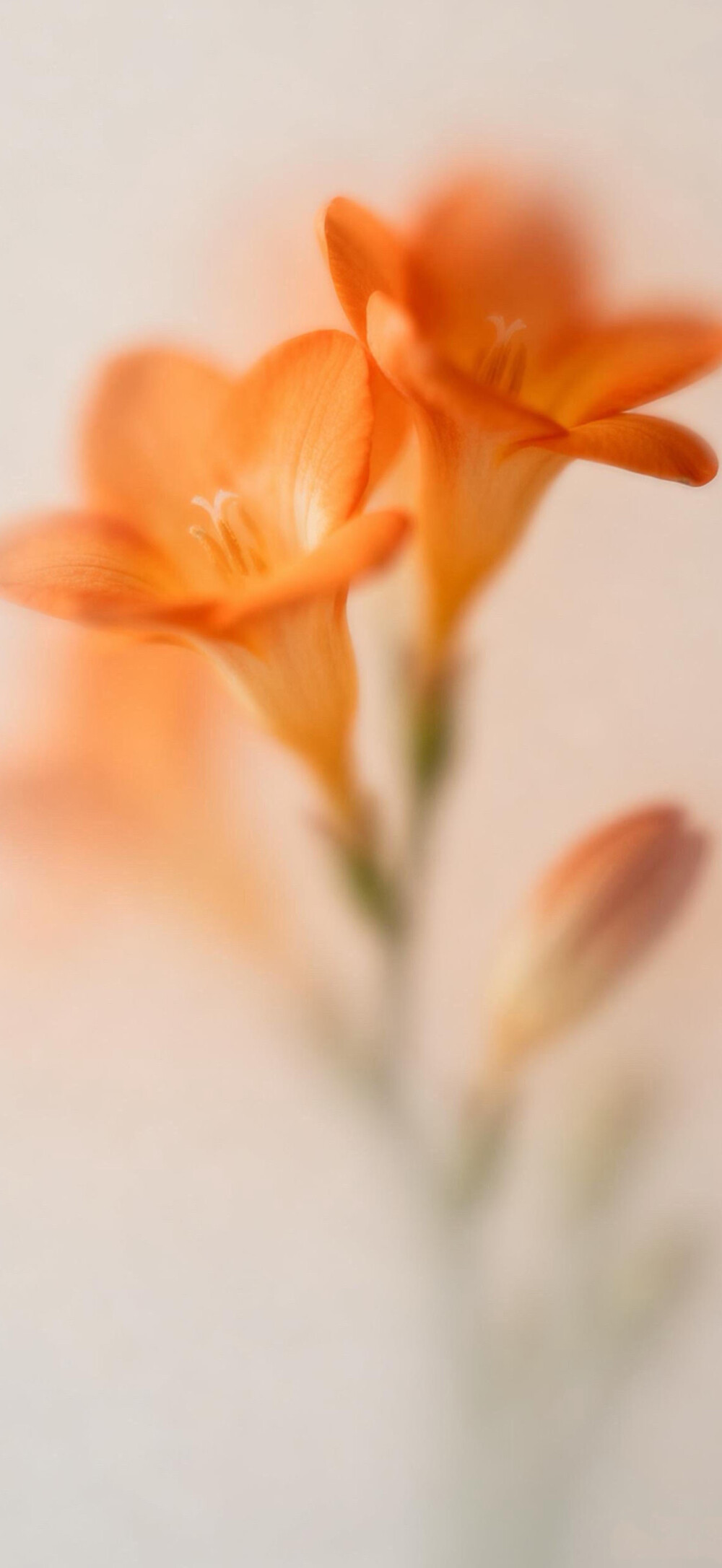 花儿