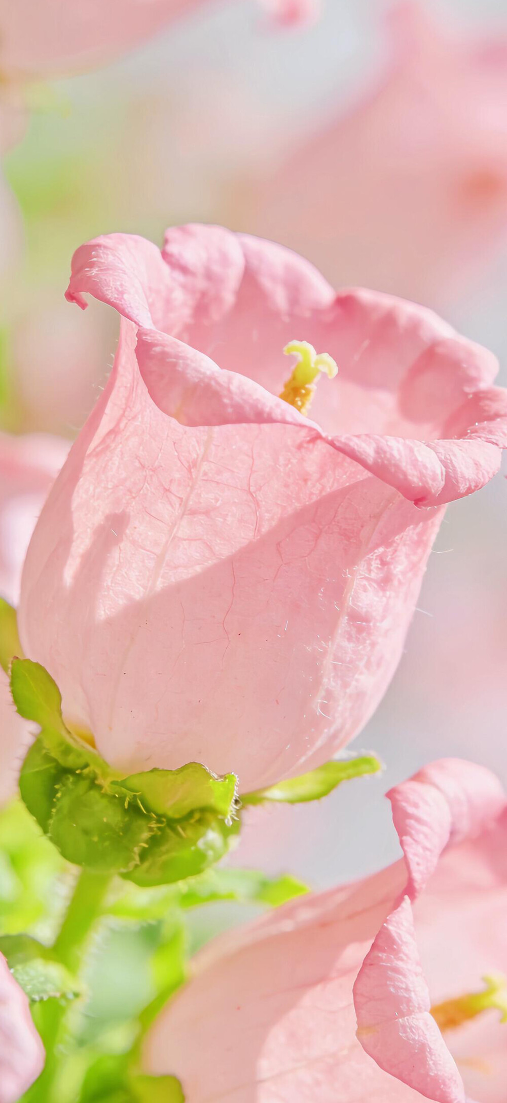 花儿