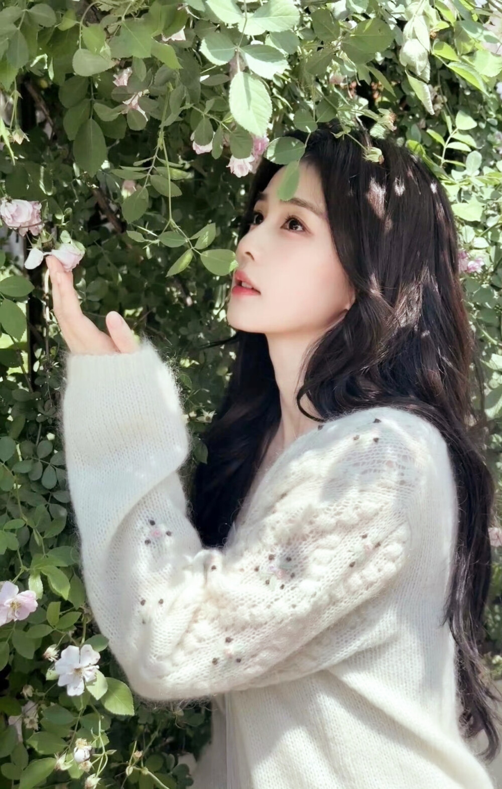 白鹿