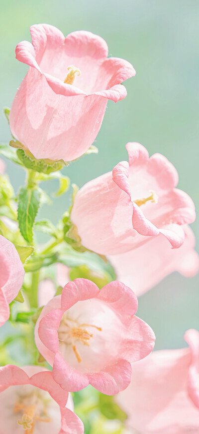 花儿