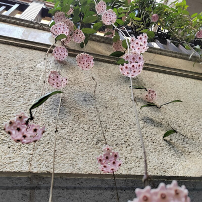 图源ks：偷喝汽水