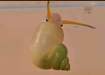 。