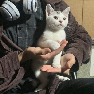 头像丨男头 我最最最爱的咪