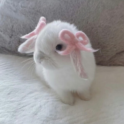 萌ᗜⰙᗜ