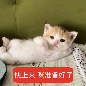 猫猫表情包