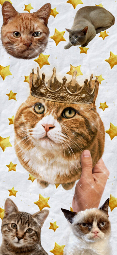 猫猫