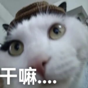 猫猫表情包