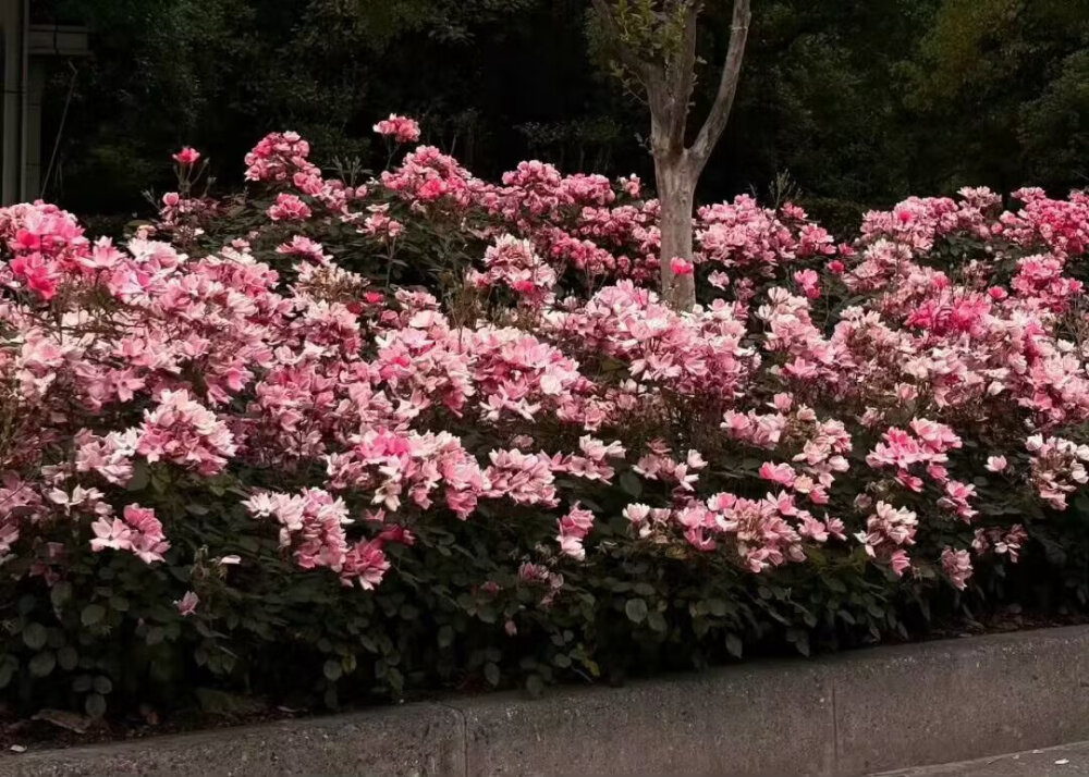 粉色系