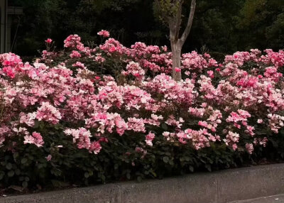 粉色系