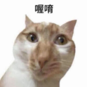 猫猫表情包