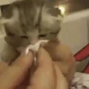 猫猫表情包