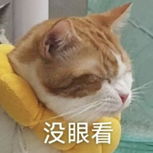 猫猫表情包