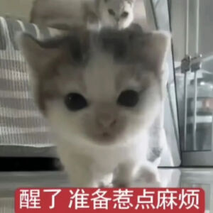猫猫表情包