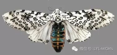 The giant leopard moth or eyed tiger moth (Hypercompe scribonia)大豹蛾或者眼睛虎蛾，分布在整个美洲从安大略省南部到新英格兰的东南部，墨西哥和哥伦比亚。