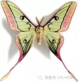 此种蛾都非常漂亮，挑几种和大家分享，这是西班牙地区的月蛾。