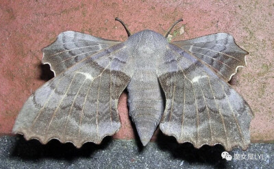 Laothoe populi