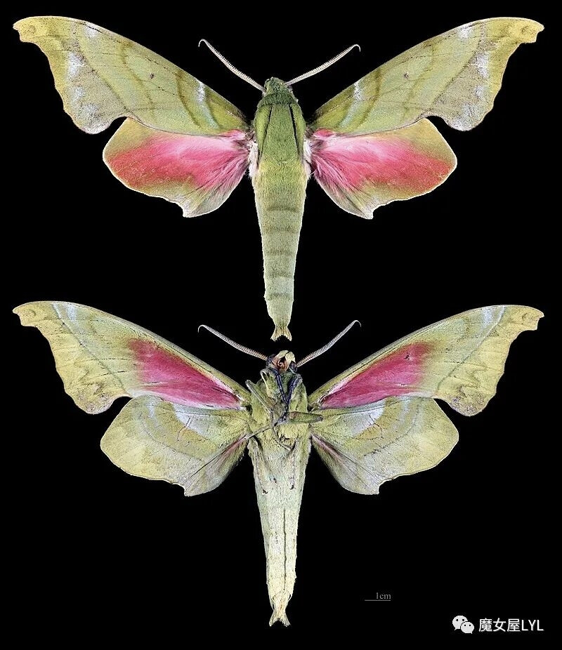 Rhodoprasina