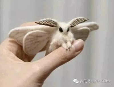 The Venezuelan poodle moth
委内瑞拉狮子狗蛾，是2009年由吉尔吉斯斯坦的亚瑟·安克尔博士发现的，这可能是一个新的品种，在委内瑞拉的大萨瓦纳地区。它和Diaphora mendica——薄纱蛾近似，但最有可能属于鳞翅目属…