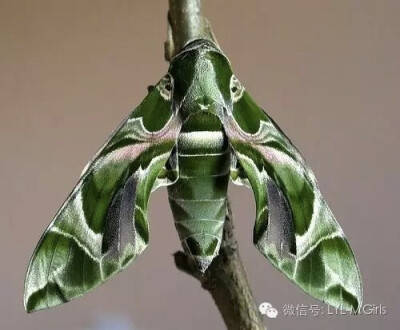 Daphnis nerii (formerly Deilephila nerii), known as the oleander hawk-moth or army green moth
被称为夹竹桃鹰蛾或军绿色蛾，是天蛾家族的飞蛾。
