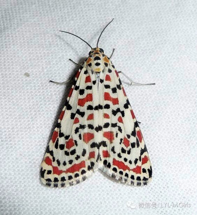 The Crimson-speckled Flunkey (Utetheisa pulchella) 
深红斑点的奴才（这啥名字啊）是Arctiidae家族的飞蛾，在非洲，南欧，中亚和南亚以及澳大利亚被发现。
翼展为29-42毫米。
幼虫进食勿忘我，蓝蓟，玻璃苣和…