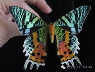 Chrysiridia rhipheus (Madagascan sunset moth) 马达加斯加日落蛾
日落蛾是一种白天飞行的蛾，属于燕蛾科。它被认为是最美丽最富感染力的鳞翅目昆虫之一，日落蛾外形非常艳丽，但翅膀的虹彩部分没有色素，这些色彩…