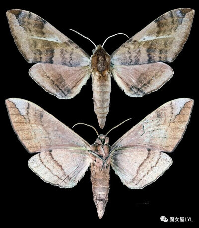 Clanidopsis