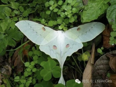 月神蛾（学名：Actias ningpoana），为天蚕蛾科长尾水青蛾属下的一个种。
