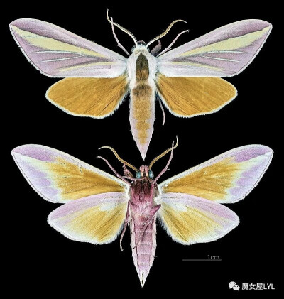 Leucophlebia