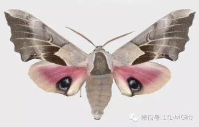 The One-eyed Sphinx or Cerisy's Sphinx (Smerinthus cerisyi) 
独眼斯芬克斯是天蛾家族的飞蛾，它产自阿拉斯加的东南部到加拿大的全部地区，以及美国的部分地区。
