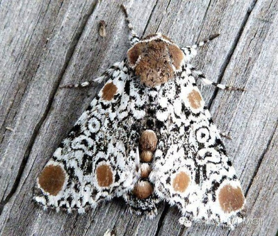 Harrisimemna trisignata (Harris's three spot)哈里斯的三点蛾 
是一种夜蛾，它在加拿大和美国分布广泛，翼展为30-36毫米。成蛾在五月至八月飞行。它的幼虫以不同的木本植物为主要食物，包括野生葡萄，冬莓，金银…