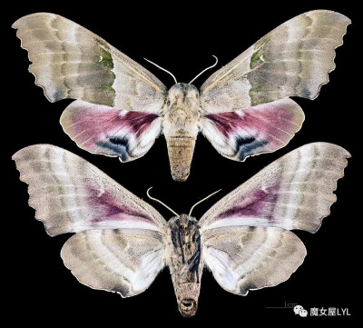 Pachysphinx