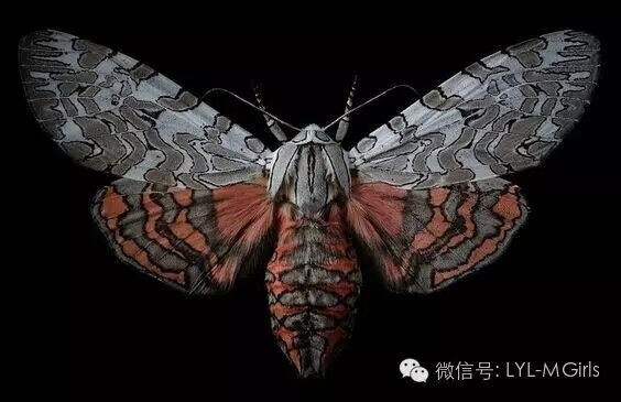 Arachnis picta通常称为Painted Tiger Moth 画虎蛾，在美国西南部和墨西哥边境地区被发现。翼展约为50毫米，在夏季飞行，幼虫进食草本植物，如羽扇豆，萝卜等。