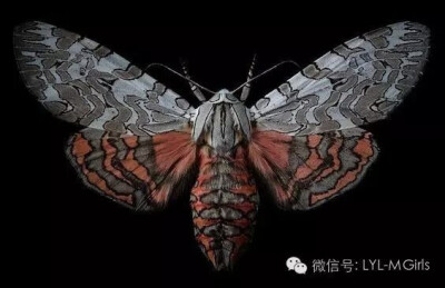 Arachnis picta通常称为Painted Tiger Moth 画虎蛾，在美国西南部和墨西哥边境地区被发现。翼展约为50毫米，在夏季飞行，幼虫进食草本植物，如羽扇豆，萝卜等。